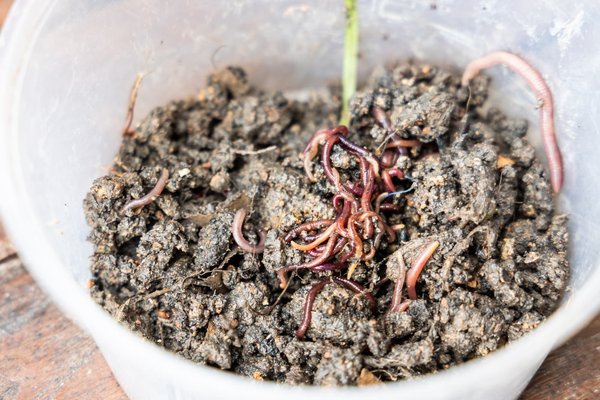 Comment élever des vers pour le compostage vermifuge ?